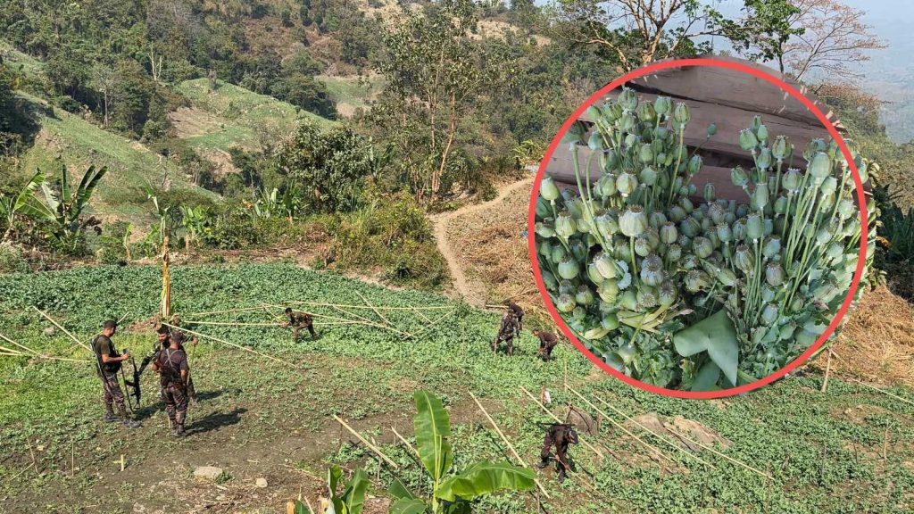 থানচিতে যৌথ বাহিনীর অভিযানে প্রায় ১১ কোটি টাকা মূল্যের ২৯ একর পপিক্ষেত ধ্বংস