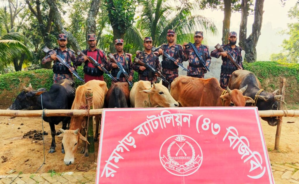 মীরসরাই সীমান্তে বিজিবি’র অভিযানে ৬ ভারতীয় গরু জব্দ করল রামগড় ৪৩ বিজিবি